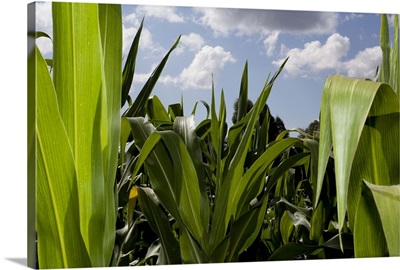 Young corn plants photographed outside on a field