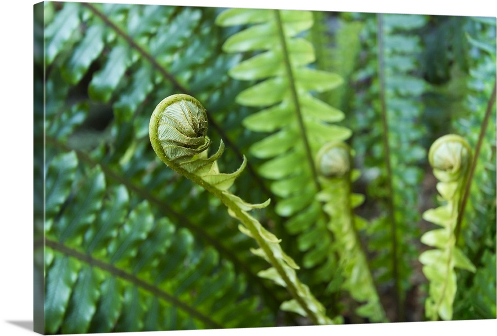close up of fern with young shoots, selective focus