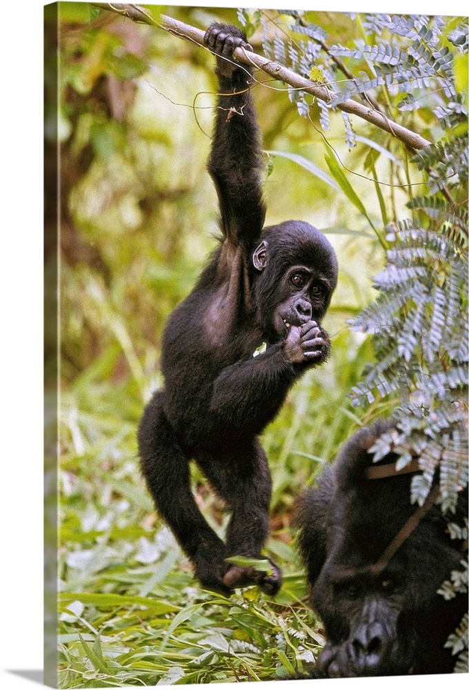 Young Mountain Gorilla Hanging From Branch