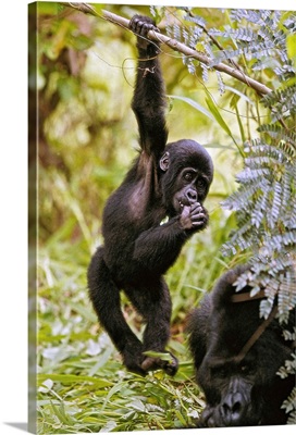 Young Mountain Gorilla Hanging From Branch
