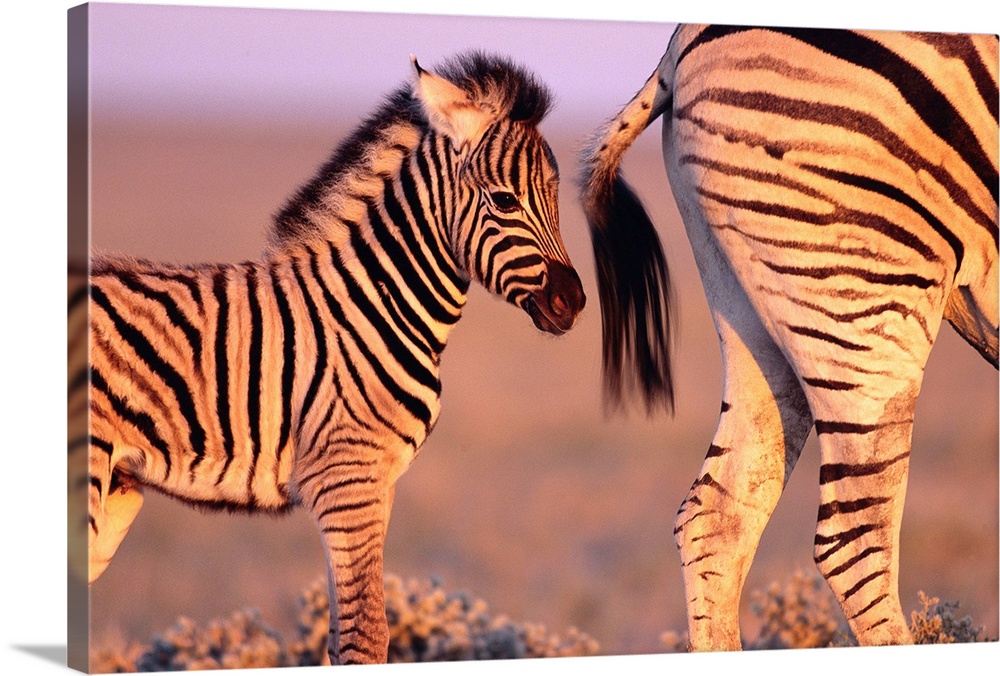 A Burchell's zebra (Equus burchelli) foal walks behind its mother as the sun sets over Etosha National Park, Namibia.