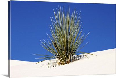 Yucca on sand