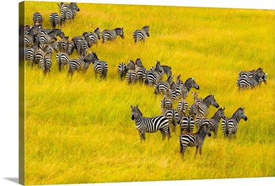 Zebra Herd In Masai Mara National Reserve