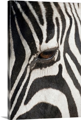 Zebra In Ngorongoro Crater, Tanzania