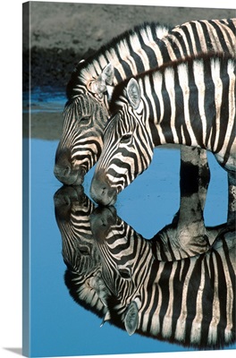 Zebras Drinking At Water Hole