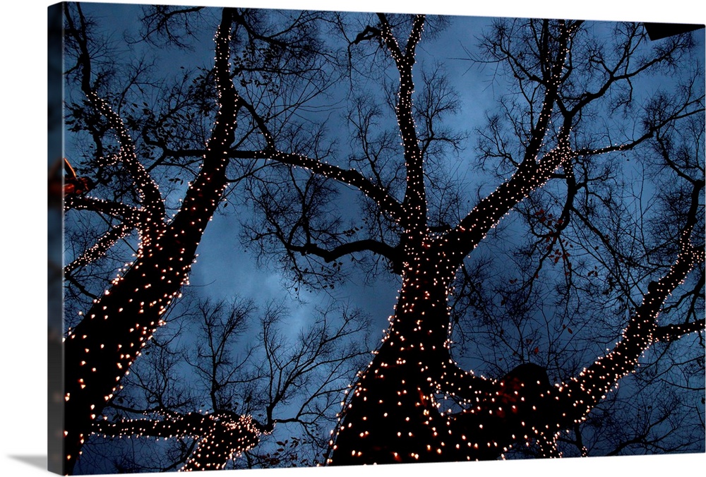 Lighting for Christmas were decorated on the big zelkova trees.