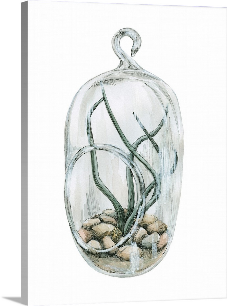 Watercolor painting of an air plant planted in smooth river rocks in a glass hanger on a solid white background.