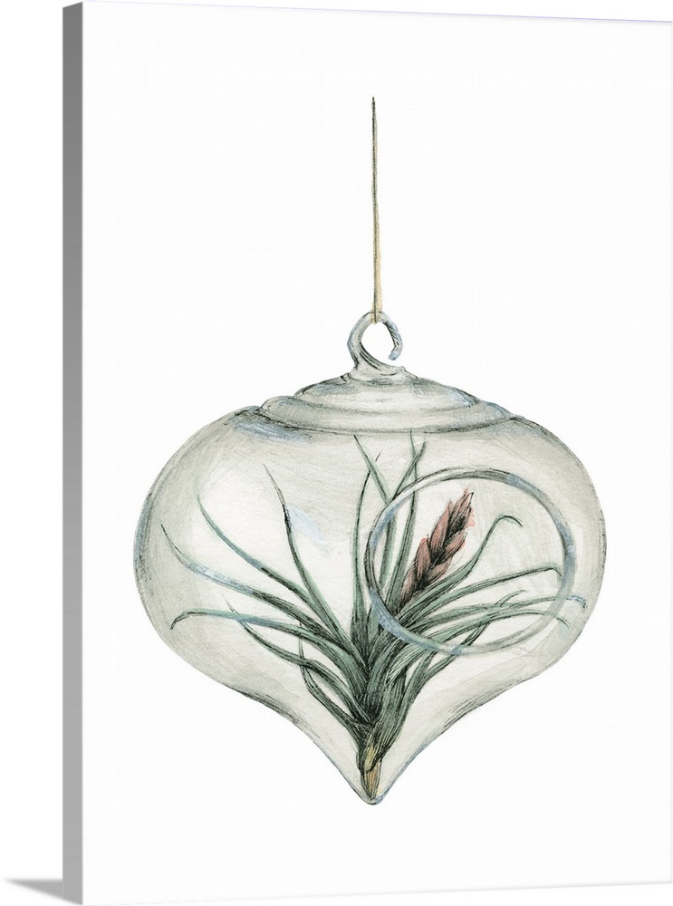 Watercolor painting of an air plant in a glass hanger on a solid white background.