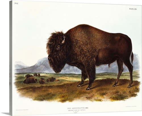 American Bison | Great Big Canvas