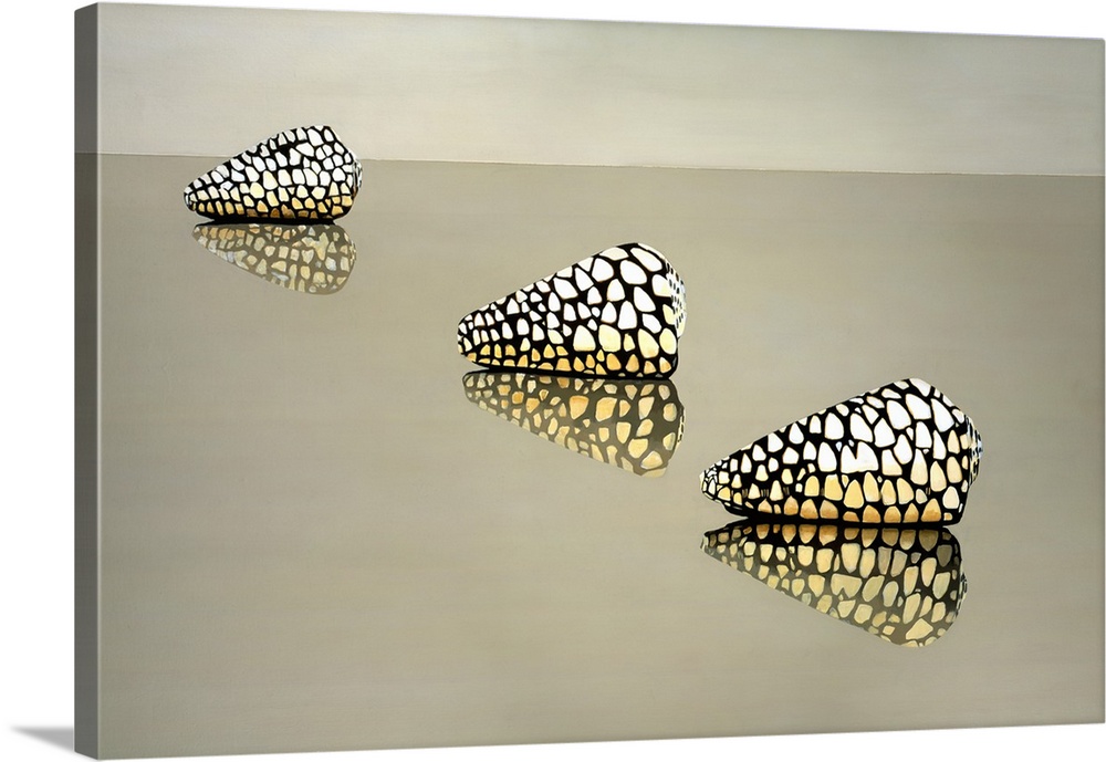 Three spotted shells on a reflective surface.