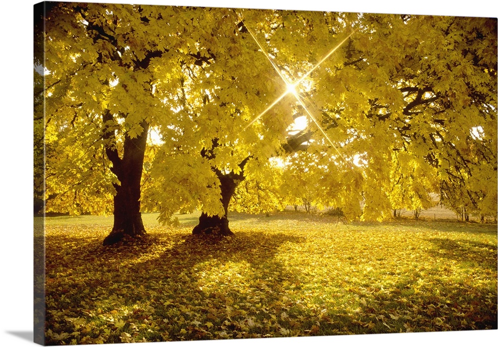 An image of the sun peaking through the leaves of a tree full of yellow fall leaves.
