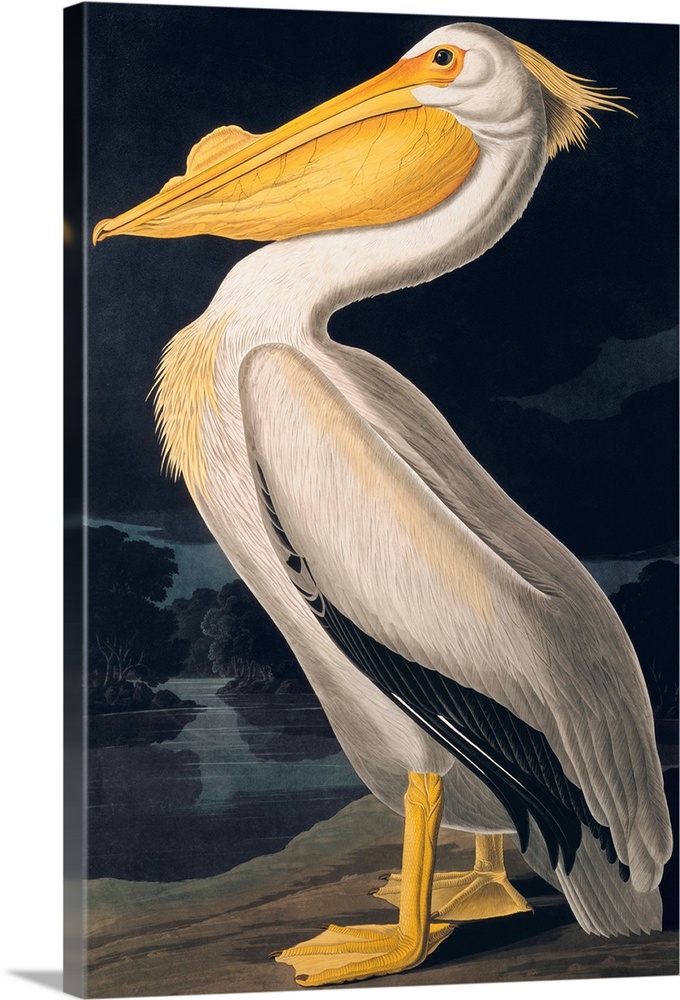 Birds of N America II, JJ Audubon