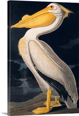 Birds of N America II, JJ Audubon