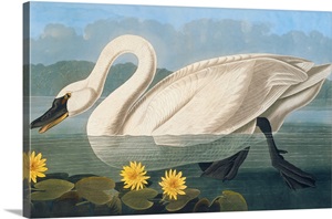 Birds of North America I (JJ Audubon) image thumbnail