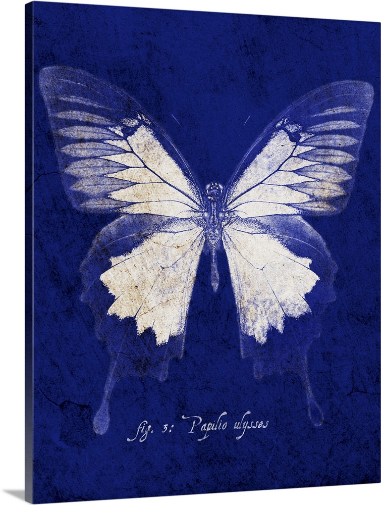 Blue Mountain Butterfly Cyanotype