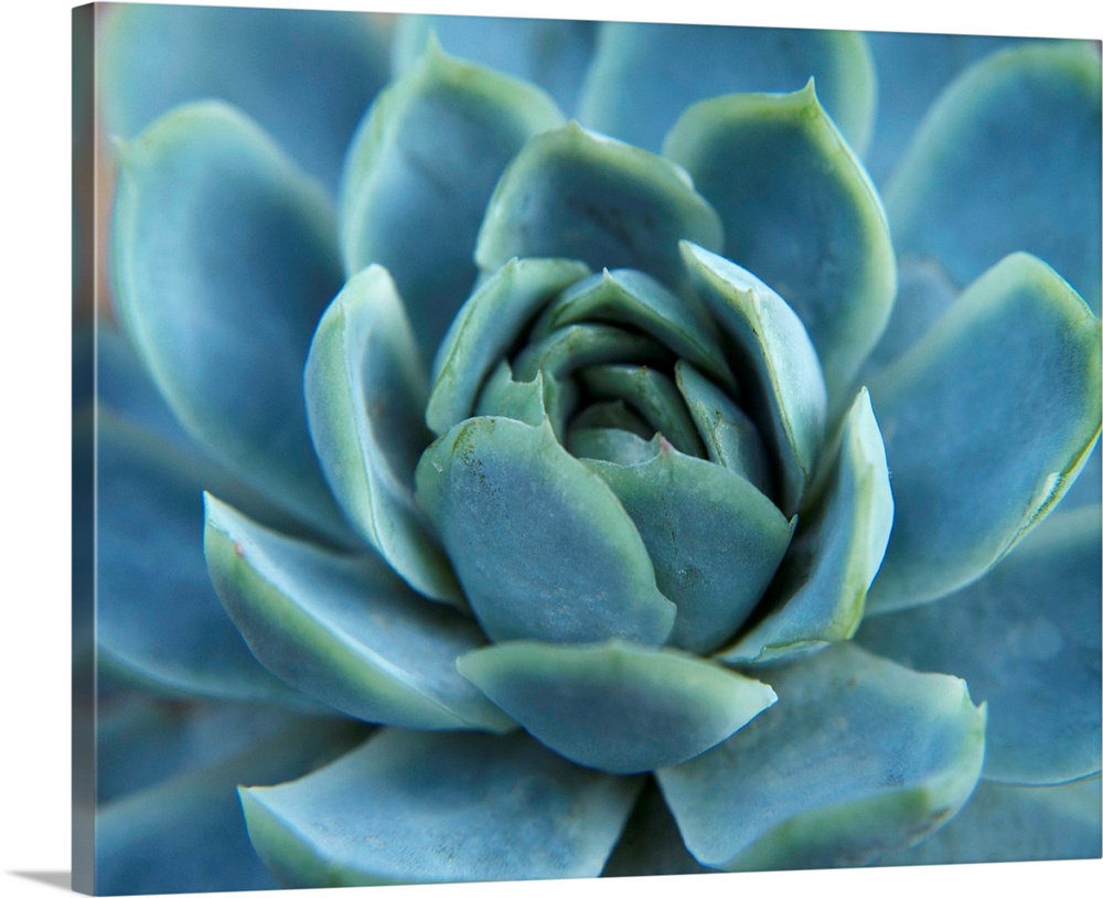 Close up photograph of the center of a blue succulent plant.