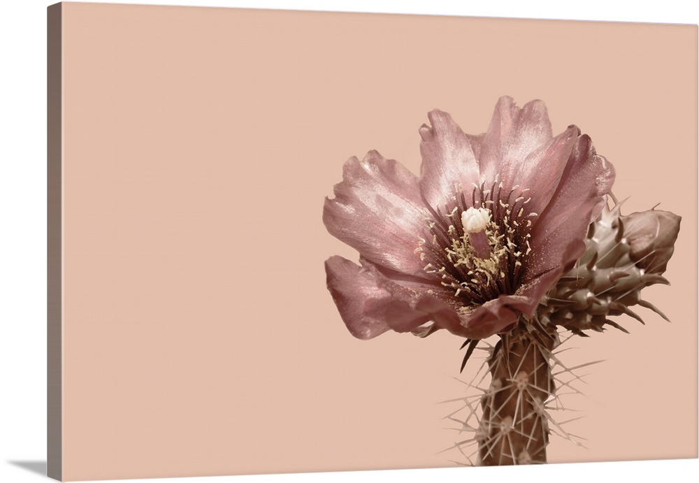 Blush Cactus 2 Wall Art, Canvas Prints, Framed Prints, Wall Peels