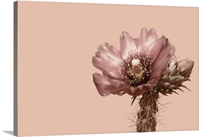 Blush Cactus 2