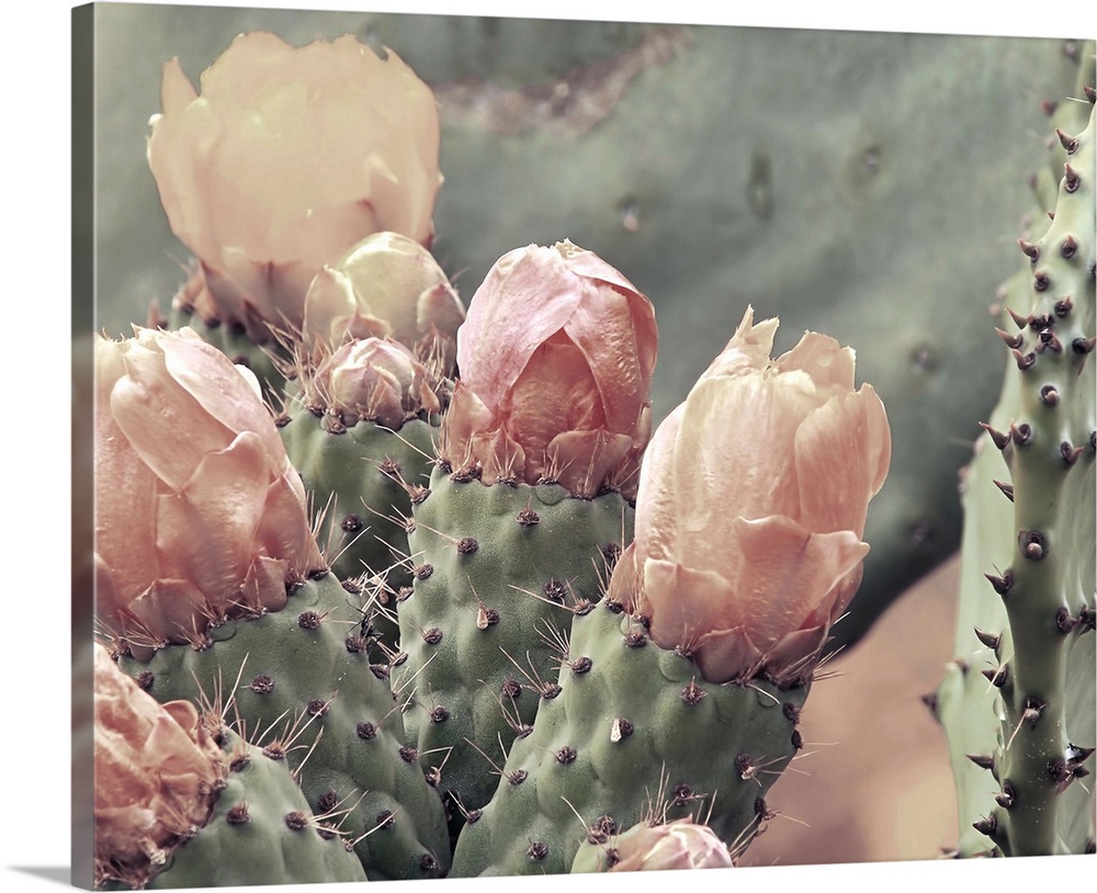 Photograph of a cactus up close with blush colored cactus flowers.