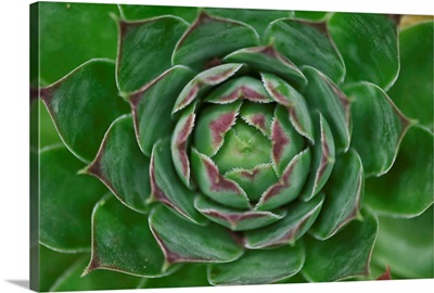 Cabbage Flower I