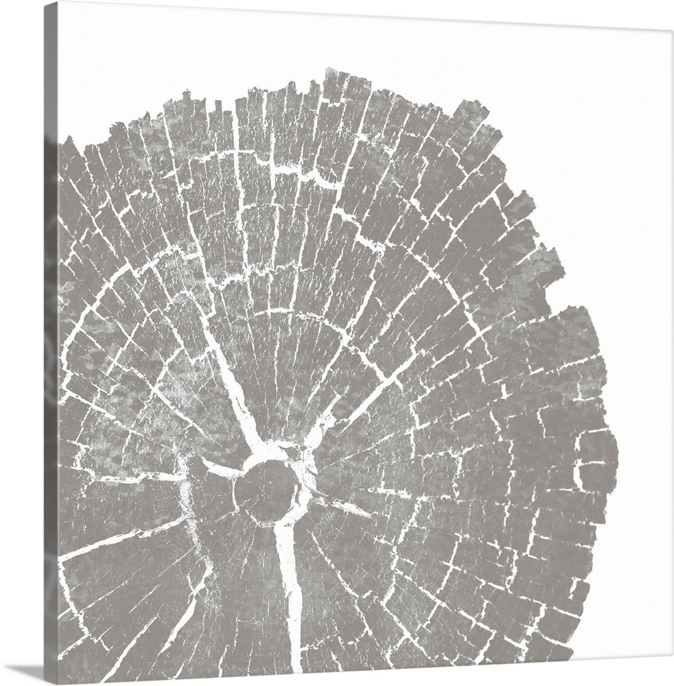 Cross-section of a tree trunk showing the rings in the wood in grey.