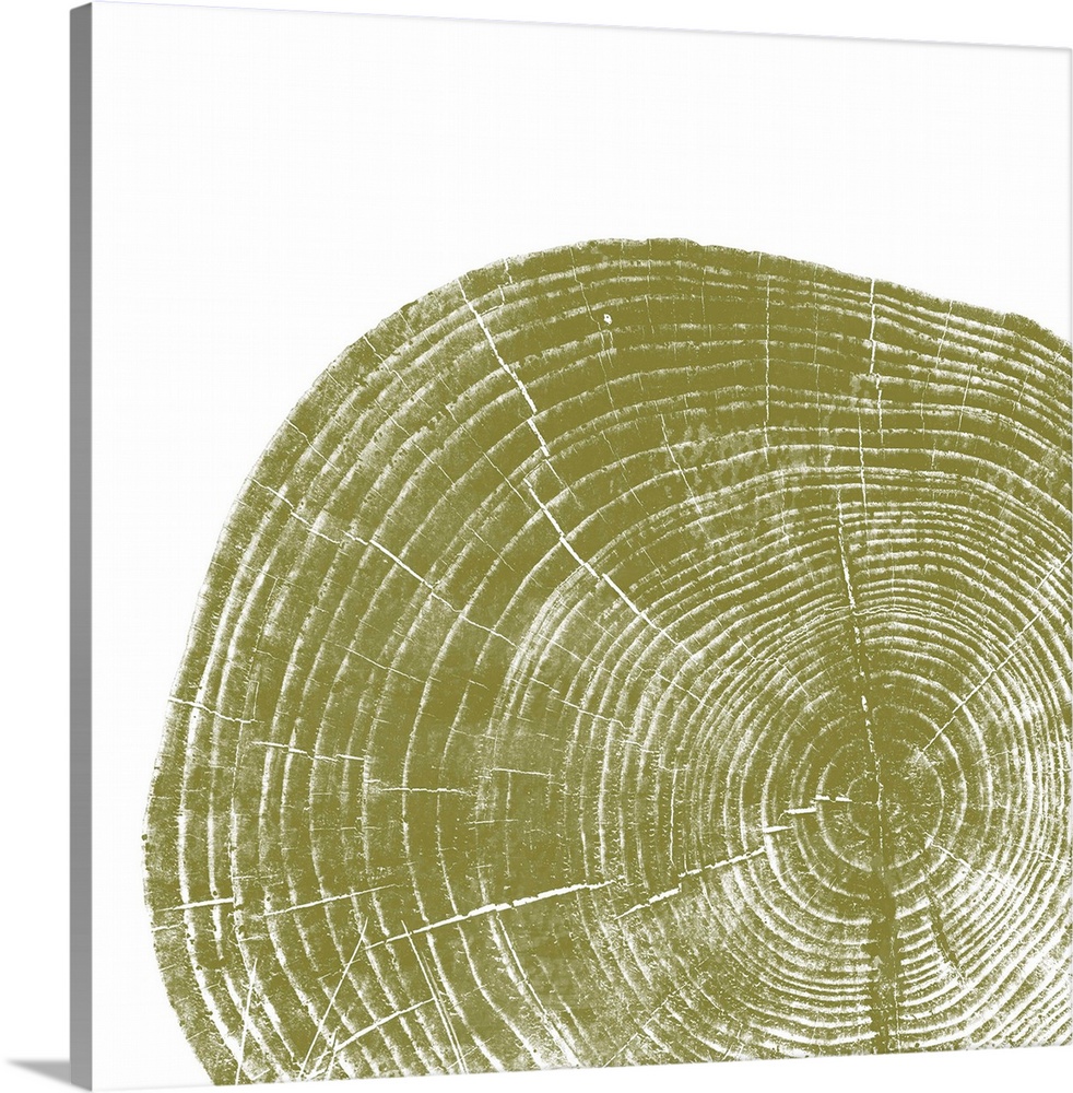 Cross-section of a tree trunk showing the rings in the wood in green.