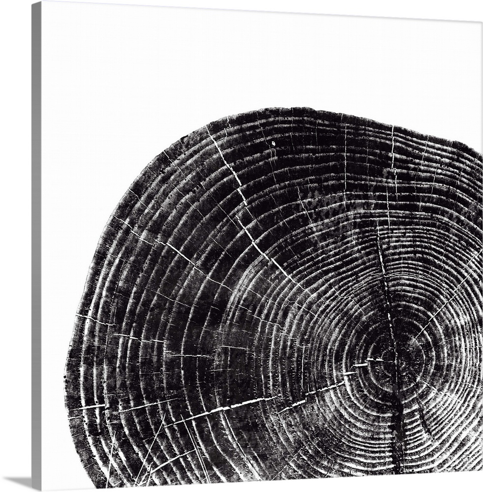 Cross-section of a tree trunk showing the rings in the wood in black.