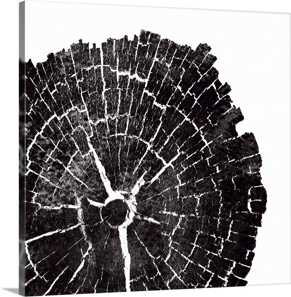 Cross-section of a tree trunk showing the rings in the wood in black.