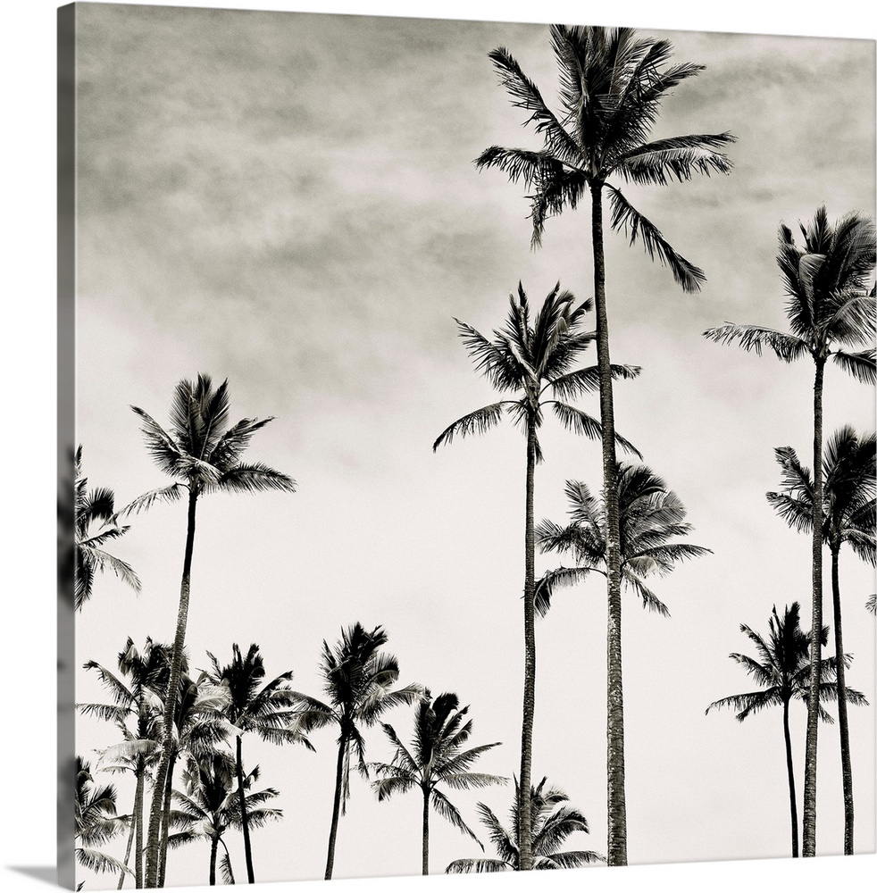 Black and white photograph of tall coconut palm trees in Hawaii.