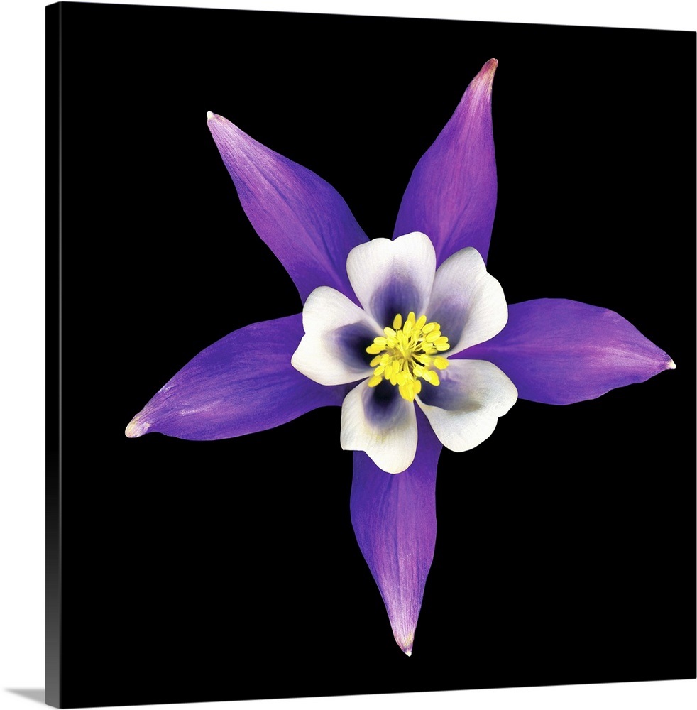 Columbine Wall Art, Canvas Prints, Framed Prints, Wall Peels | Great ...