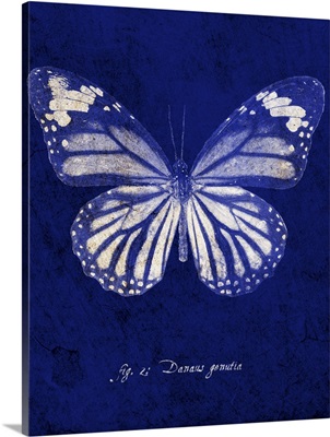 Common Tiger Butterfly Cyanotype