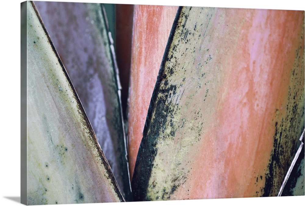 Macro photograph of colorful palm leaves.