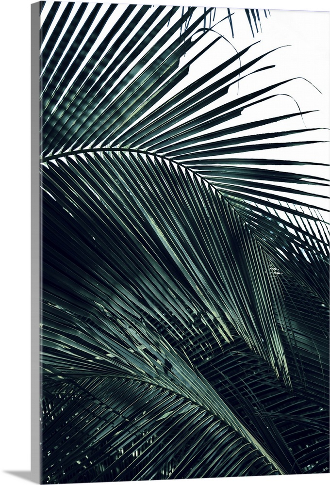 Photograph of close up palm leaves, highlighting the texture, with a blown out background.