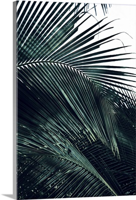 Contemporary Palm Leaves 2
