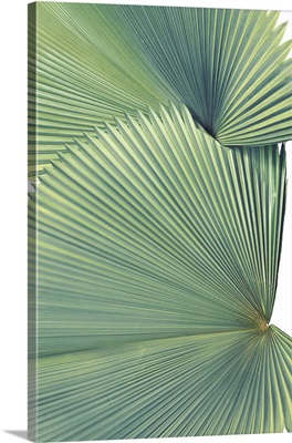 Contemporary Palm Leaves 3