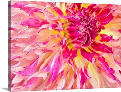 Dahlia - Nature Series VIIIIXI