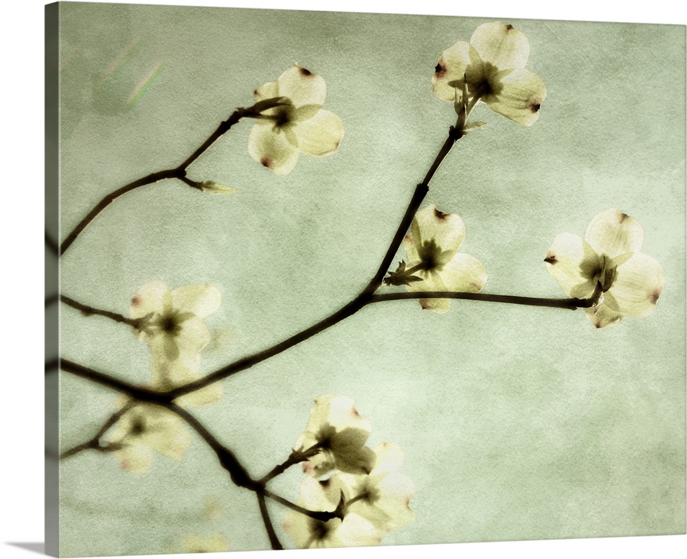 Dogwood Wall Art, Canvas Prints, Framed Prints, Wall Peels Great Big