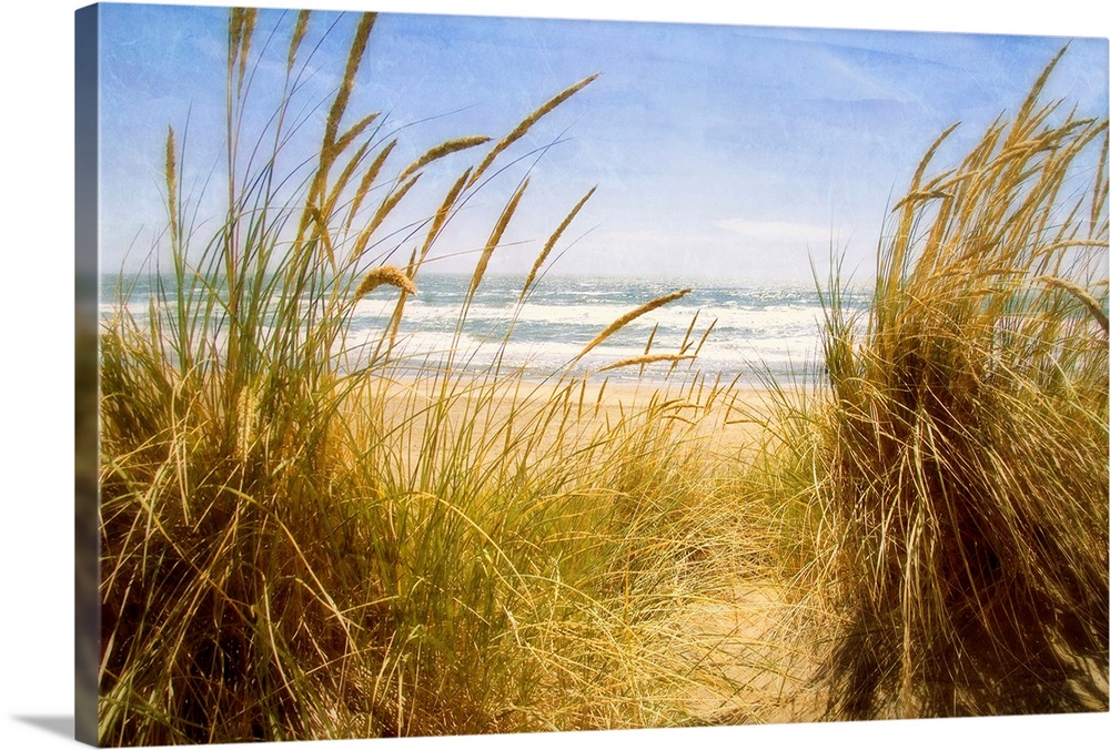 Photograph of tall grass on the beach with ocean in the distance.