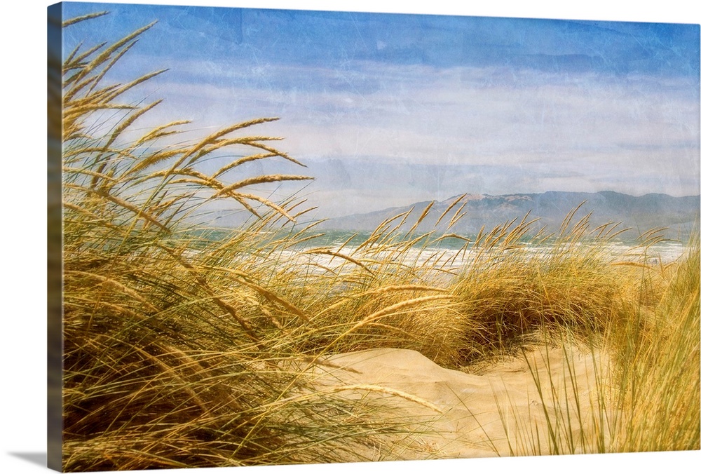 Dune Grass IV
