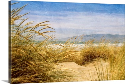 Dune Grass IV