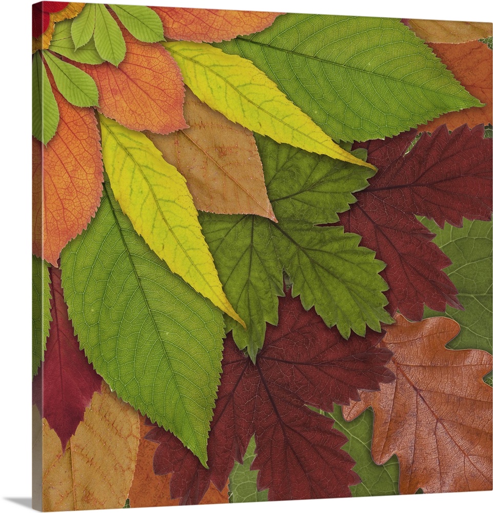 Fall Leaf Mandala 4