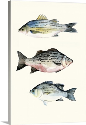 Fish Grouping 2