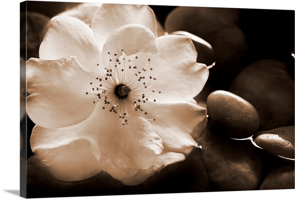 Gardenia I Wall Art, Canvas Prints, Framed Prints, Wall Peels Great