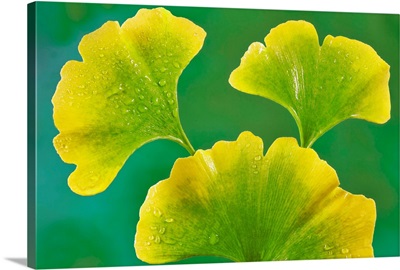 Ginkgo Leaves after Rain