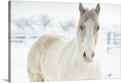 Horse Mendon White
