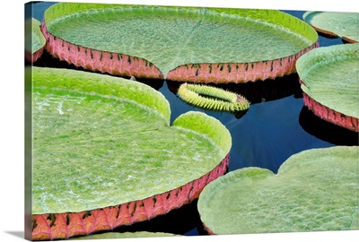 Leaves of Amazon Lilies