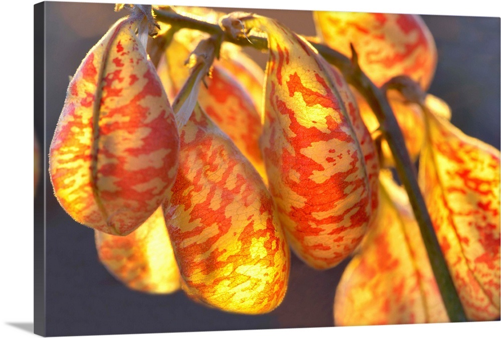 Locoweed Seed Pods Wall Art, Canvas Prints, Framed Prints, Wall Peels