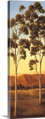 Lonely Eucalyptus II