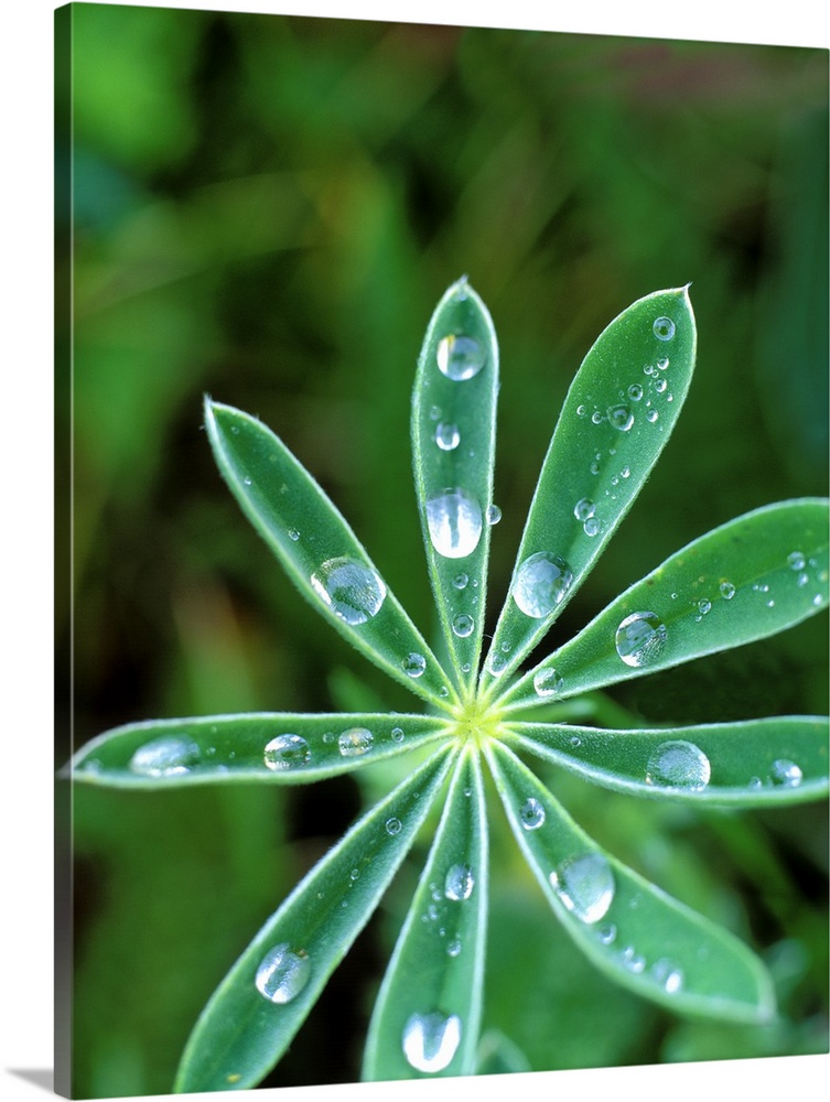 Lupine Leaves - Nature Series 846