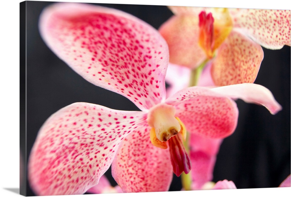 Close up of Makara Orchid.